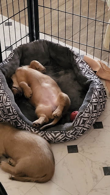 Puppies. Share NOW. #vetvisit, #puppies, dachshunds, eclecticredbarn